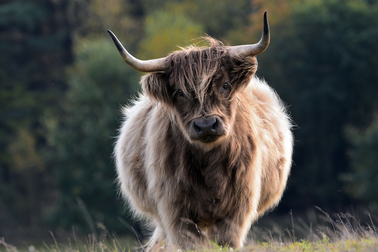 Longhaired Highland Bull